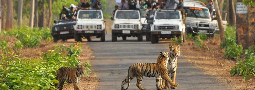 From Padma Talab to Ranthambore Fort, see the best tourist location of Ranthambore Tiger Reserve in the video