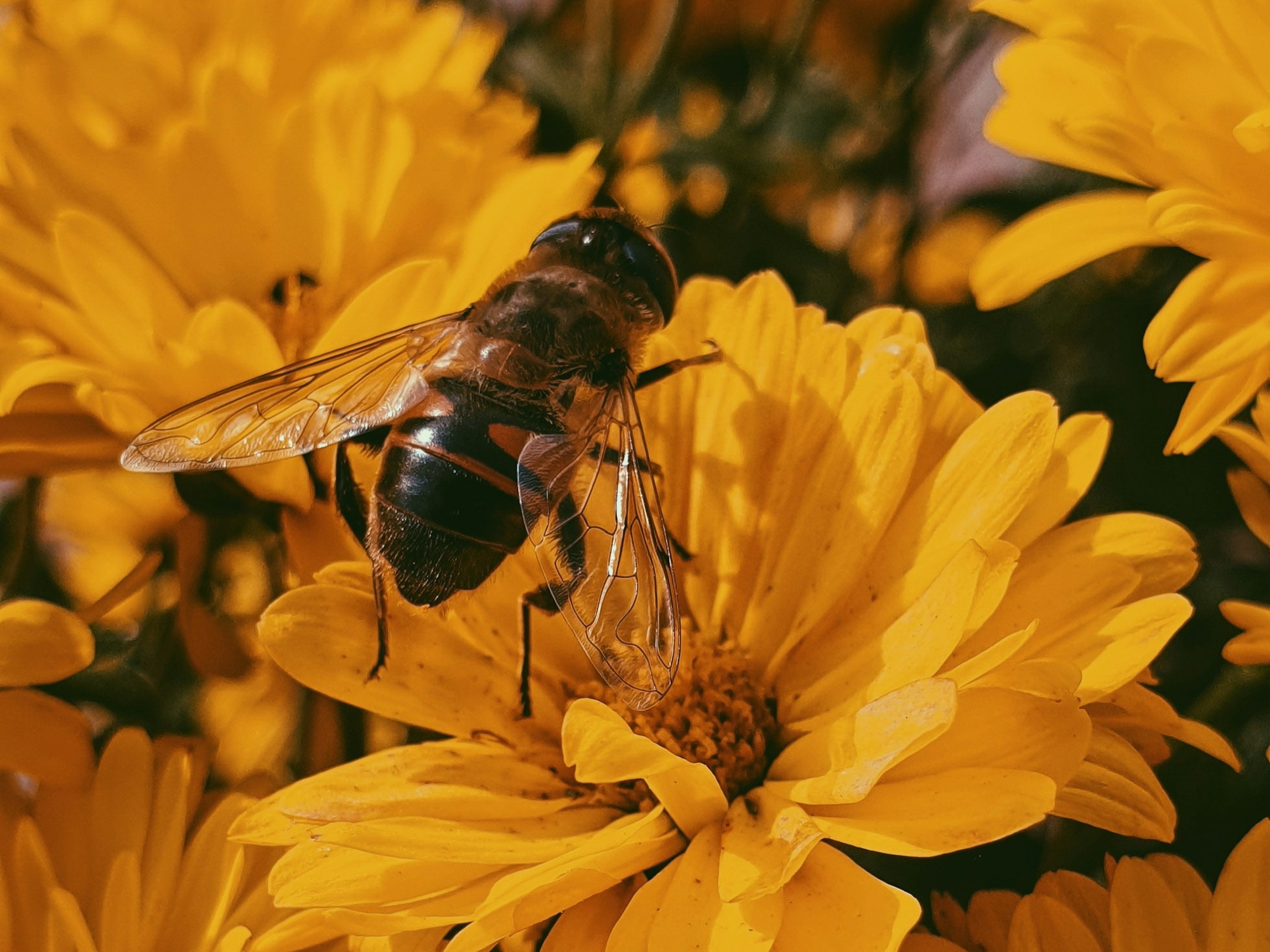 Why is the right honey not bad?