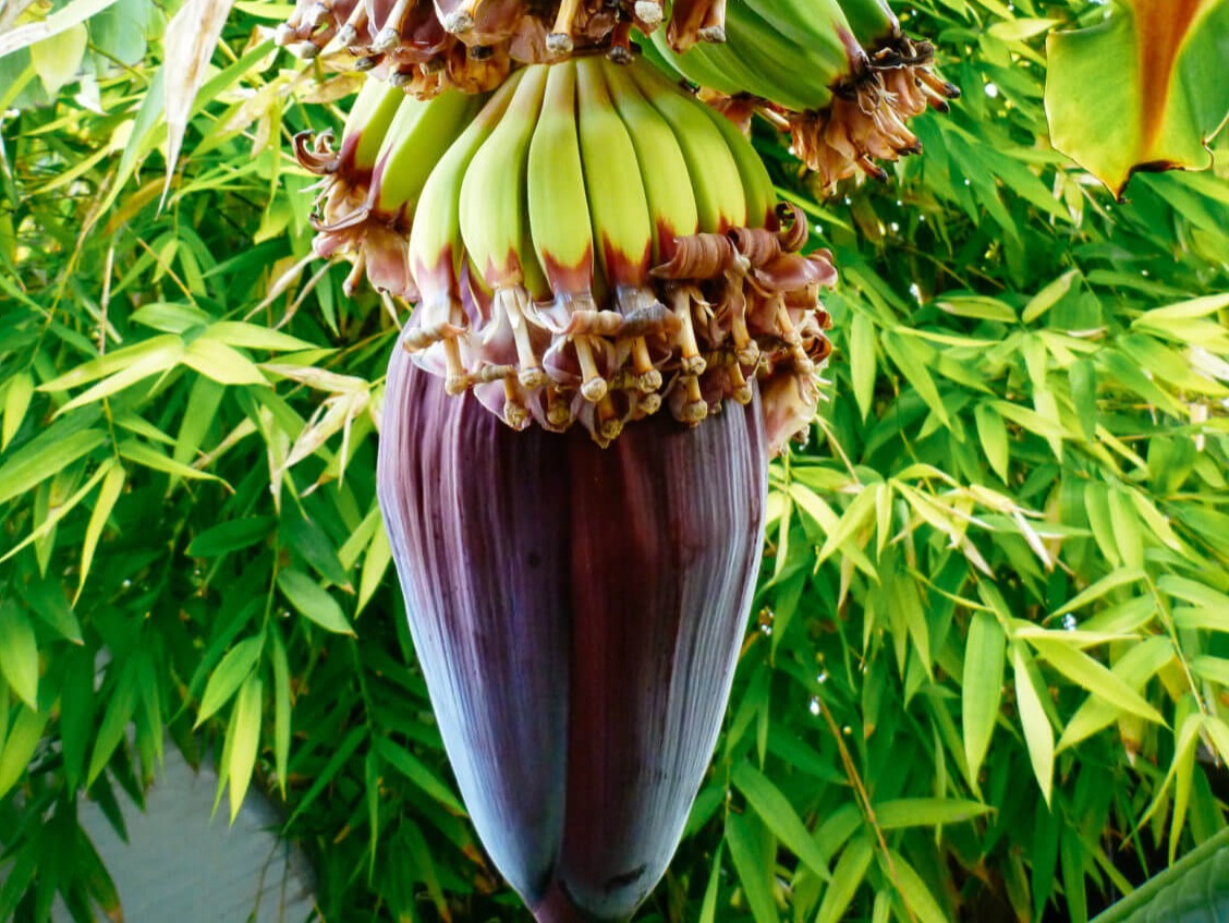 Banana is not fruit, Berry?