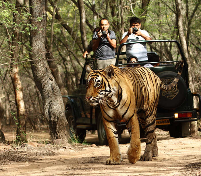 Plan to wander Ranthambore Tiger Reserve so that the full details of rules, discussion, timing and costs are made in direct video
