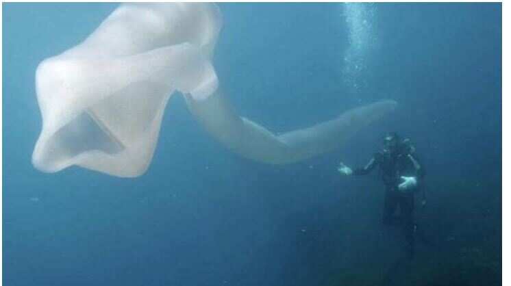 People were surprised to see the unique creatures in the depth of the sea here