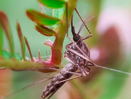 Don’t have Dengue fever, know 10 symptoms