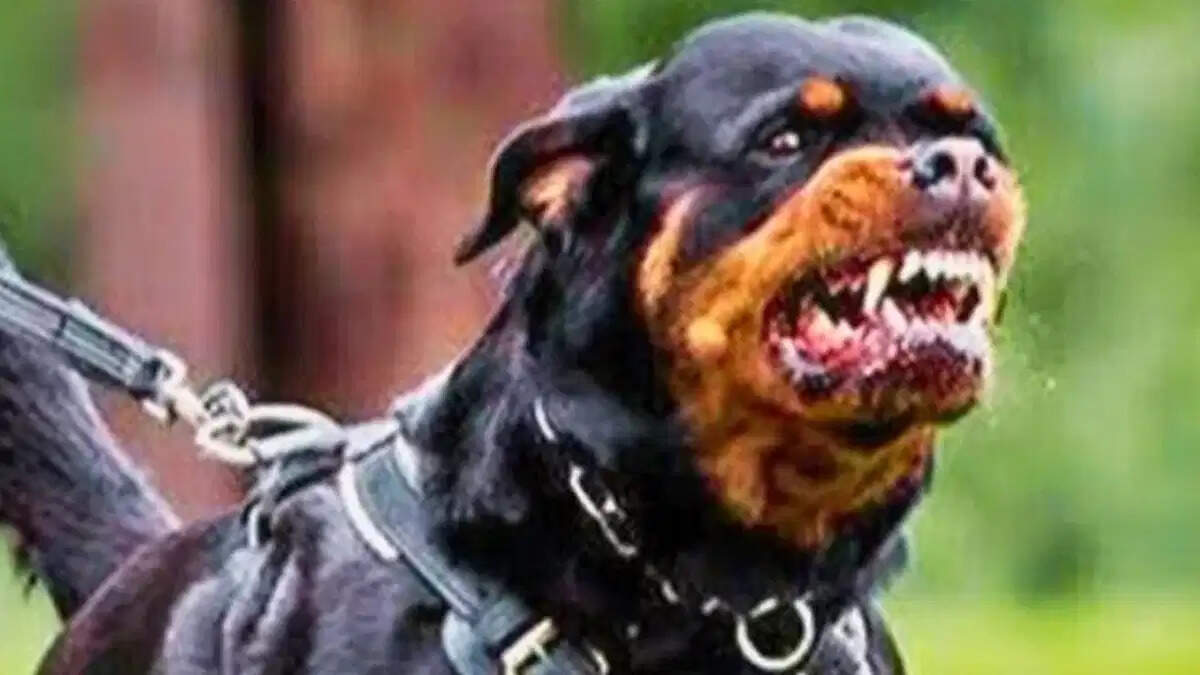 Pet dogs took life on a four -month -old girl who played in society