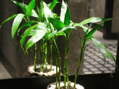 8 unique benefits associated with a bamboo plant at home