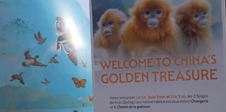 Three Chinese golden monkeys welcome to the Belgian Paradise Zoo