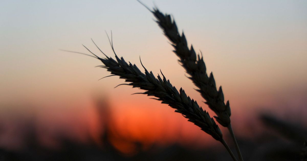 The price of wheat drops to the lowest level in 9 months, with a harvest proximity