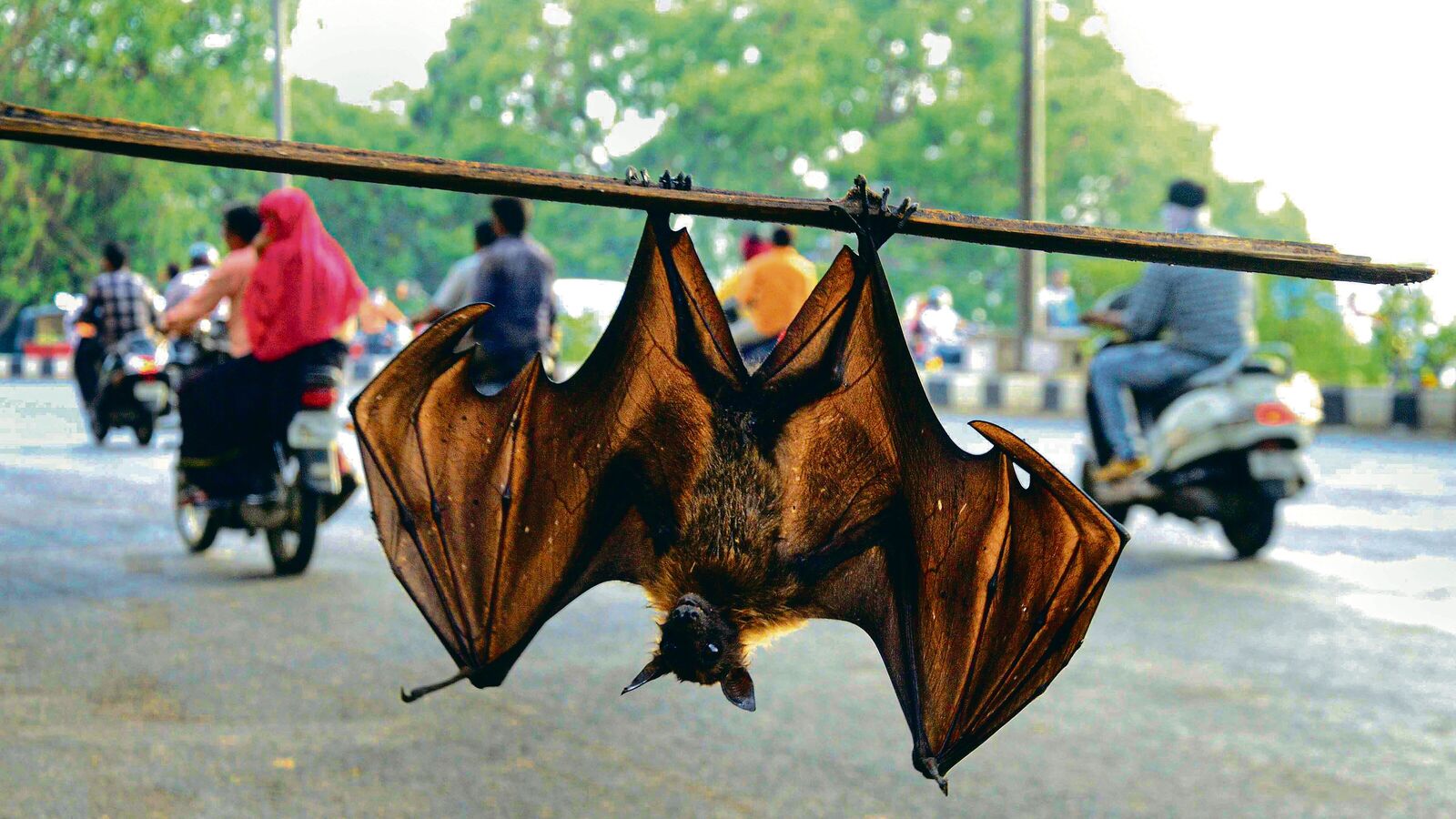 ‘India makes first breakthrough in the Nipah virus Cure’