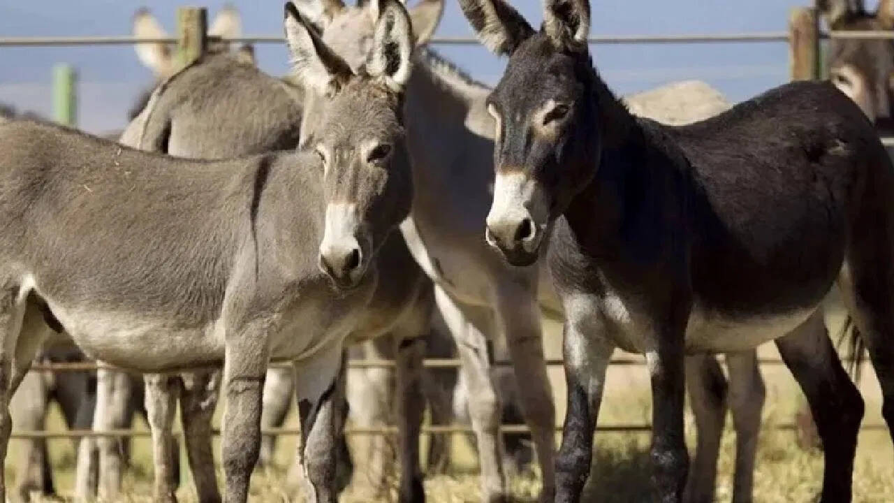 Pakistani donkey to China is a proposal to make Dunky farm in Gwadar before the Pak government, know what is Chinese connection