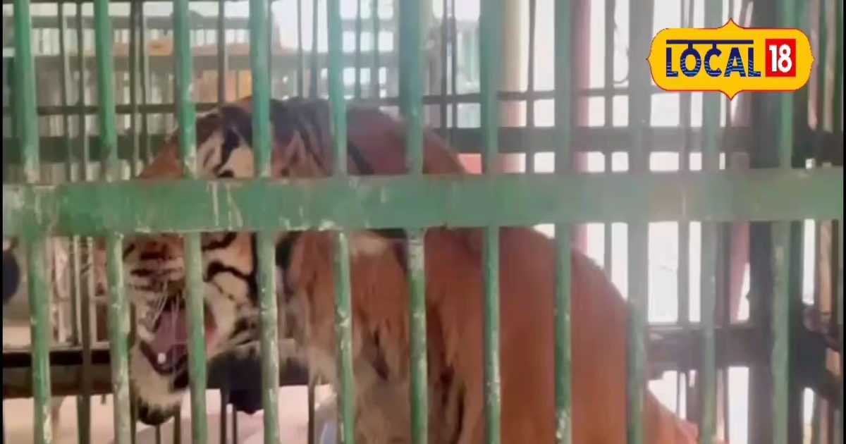 Bird flu: Bird flu in UP caused a stir after the death of a tiger, zoo closed