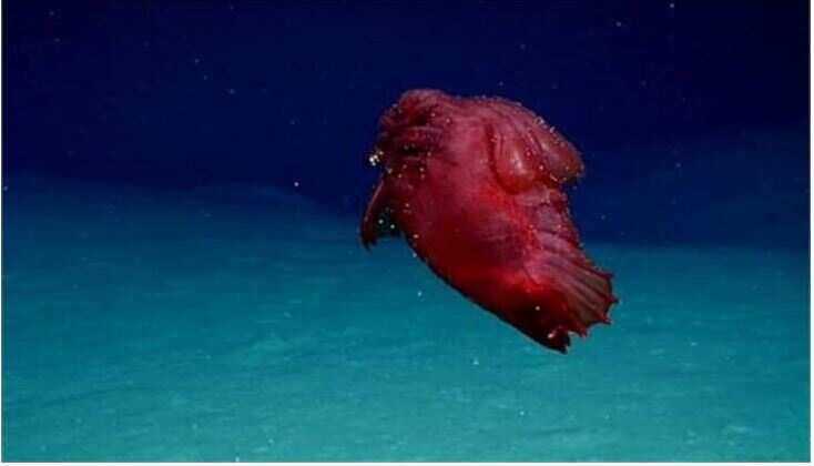 This is the world’s most bizarre organism, Life Without Head Lives Life watching video