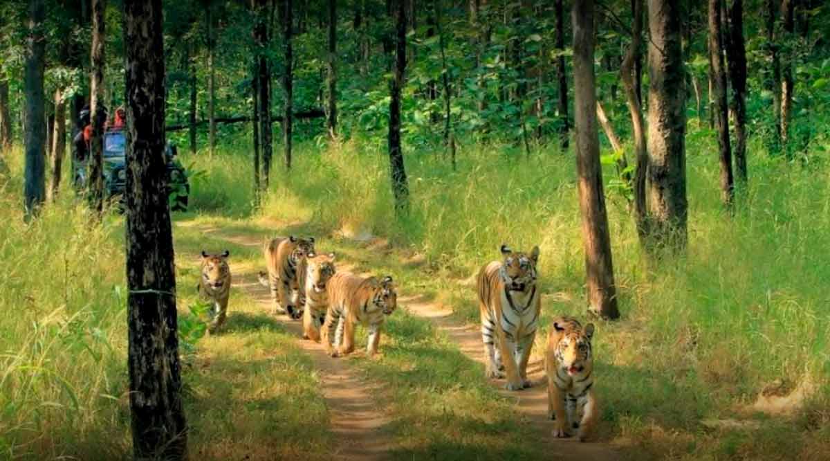 Why Sariska of Rajasthan is called the best place for children, knows these important things before he knows it