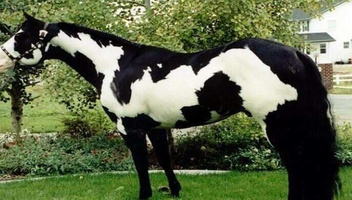 The horse bought 18 lakhs, suddenly the color began to change, the senses flew away after knowing the truth