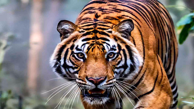 Preparations to take the future of Ranthambore Tiger, the lives of people, formed a committee