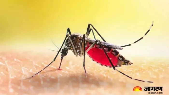 Dengue Day: Sunset is caused by mosquito bites so many hours ago knows how