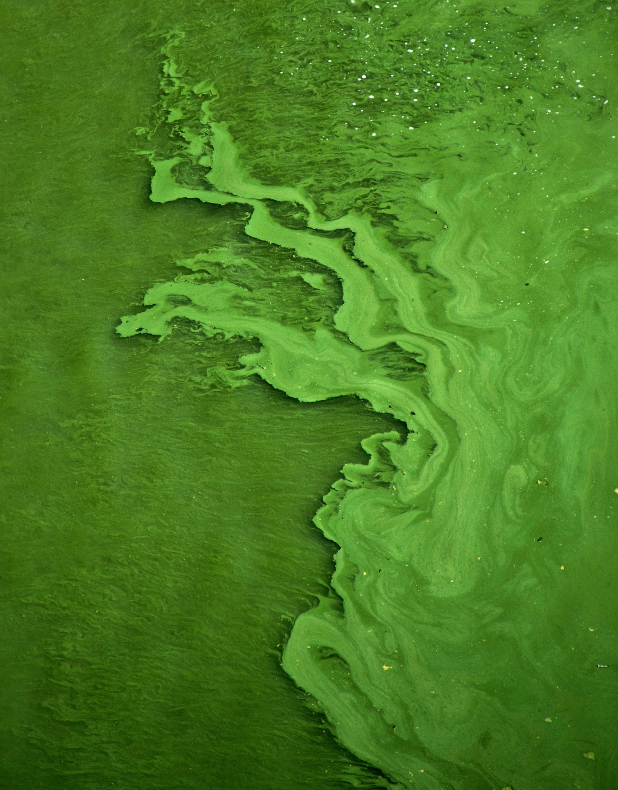 Why are algae needed for people?