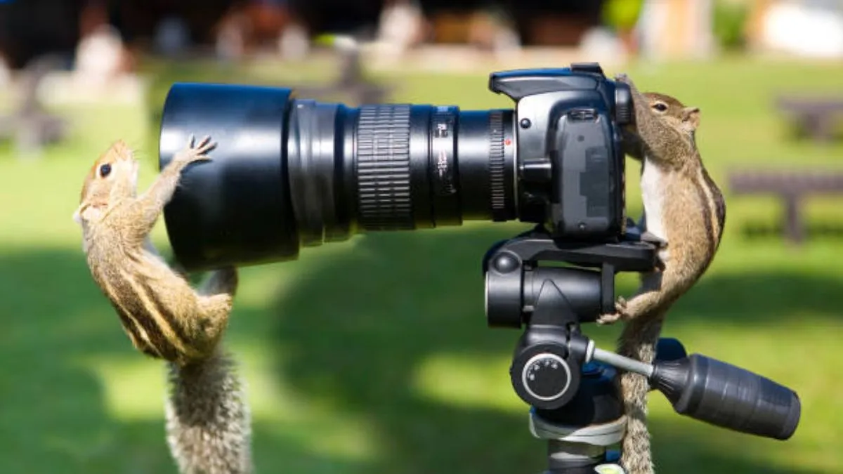 How do I choose the right camera for photography of wild life? (May 2025)