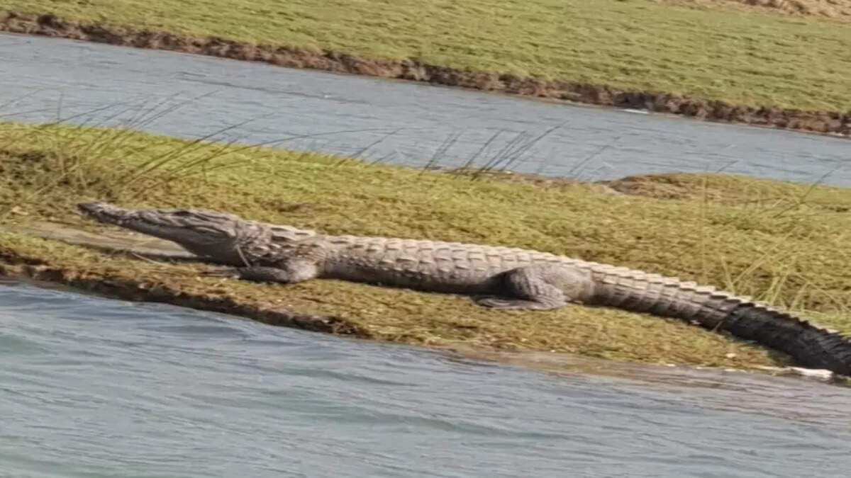 Now there is no fear of dacoits in the Chambal River
