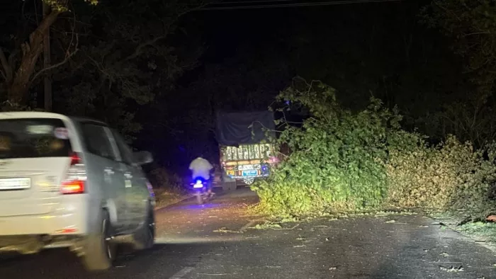 Punjab News: Trees fell on the street due to strong thunderstorms, traffic disrupted in many places; Rain in many areas – trees fall on road traffic have disrupted and rain in many places