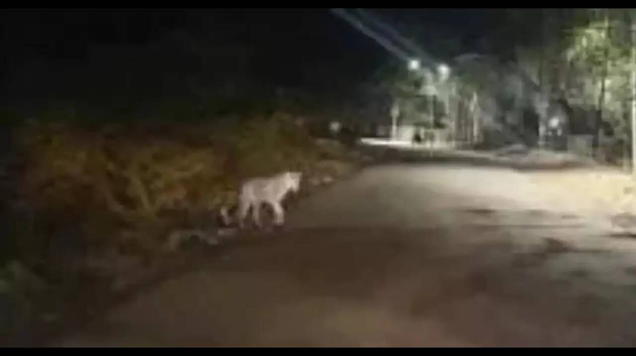 Leopard showed on the road in front of Circuit House in Banswara, panicked in the area