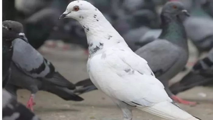 Muzaffarnagar News: Pigeon police attack; Bikes seized – Illegal Pigeon Race in Uttar Pradesh Village