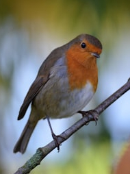 10 birds migrating in summer