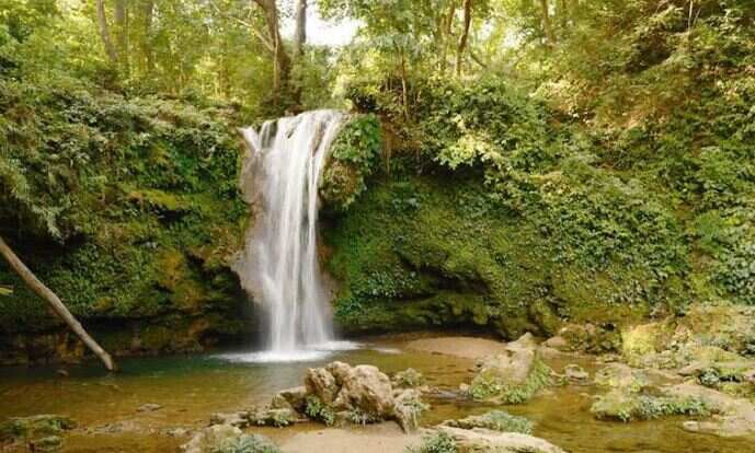 There is a mysterious tree in this forest, it works like people as soon as he touches