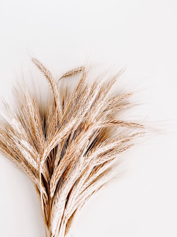 Which state has the highest wheat production