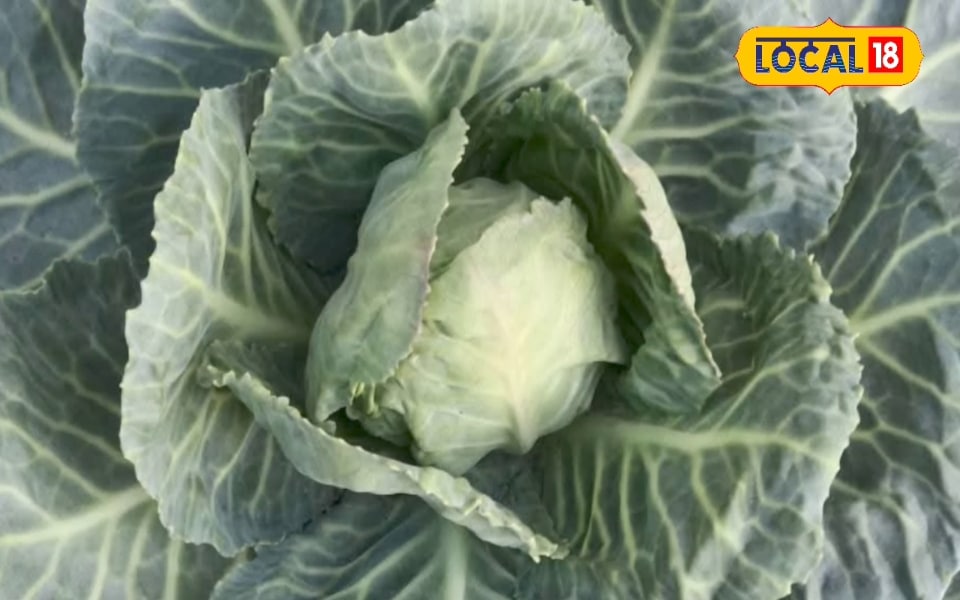 Farmers should do this kind of cabbage farming and earn millions