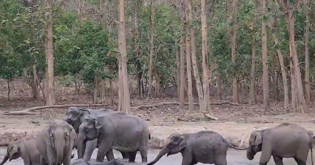 Z+ security of elephants! Children seen in the river started taking security, this video will affect heart