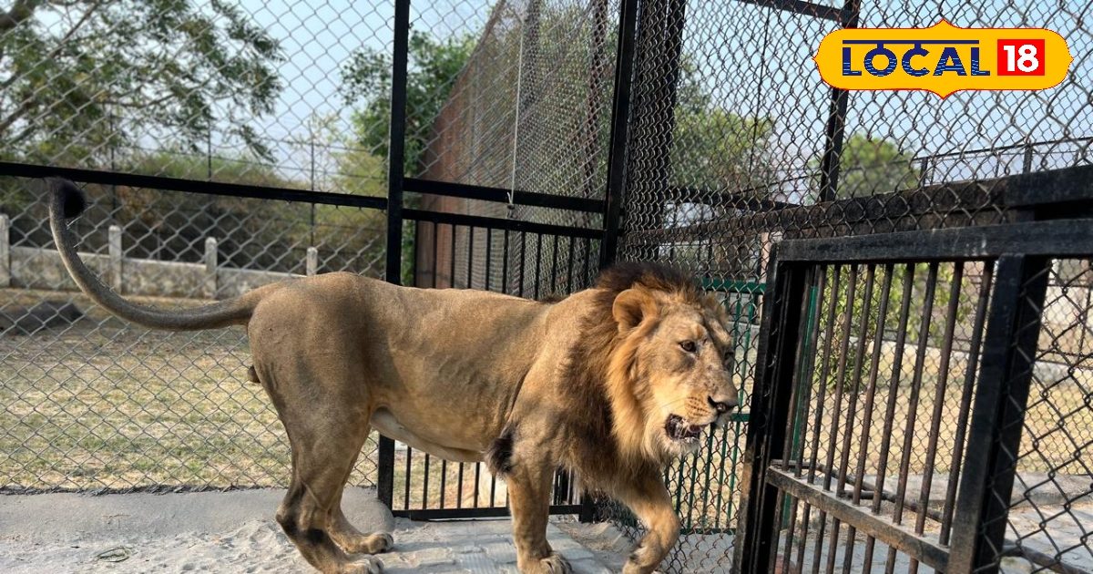 Babbar Lion Pataudi died in Kanpur Zoo, brought from Gorakhpur for treatment