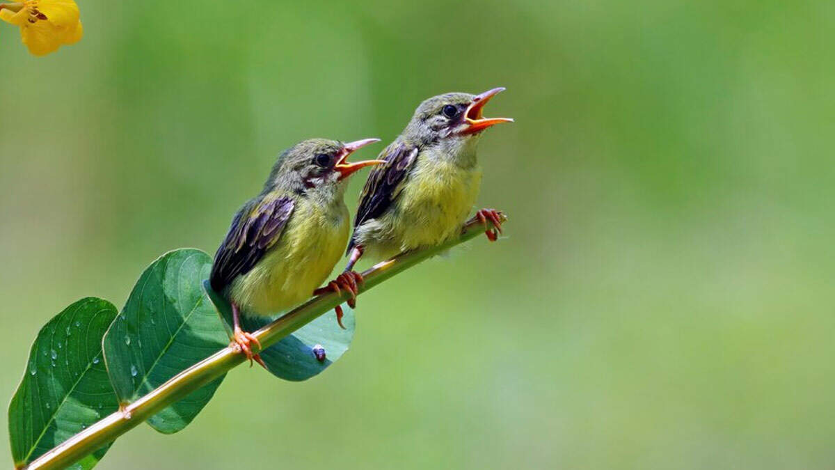 Bird watching can be enjoyed in these places of Gujarat