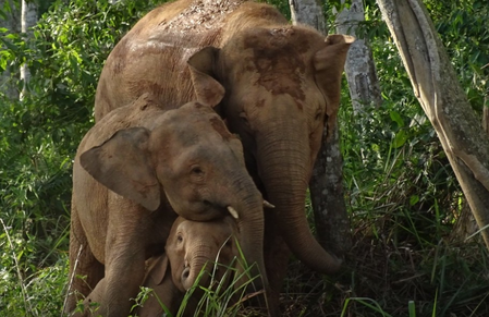 Hunting and falling forests for skins … From snow -leopard to Bengal Tiger, these species are jeopardized in India