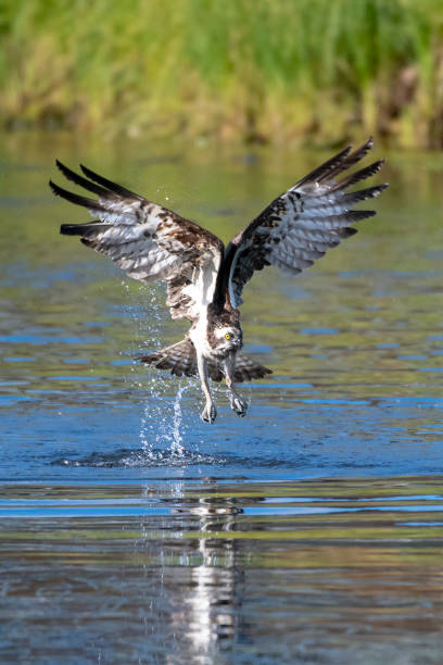 The world’s 10 fastest velocity bird