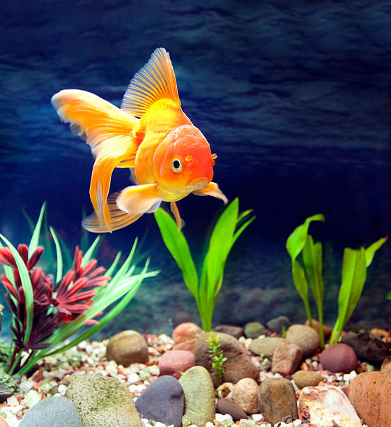 These 10 creatures glow like gold