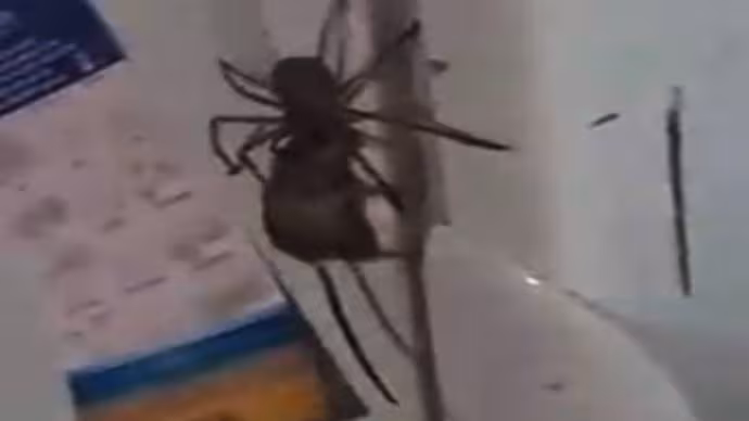 A dead spider and his webs have opened such an evil murderers, the secret of crores has been opened
