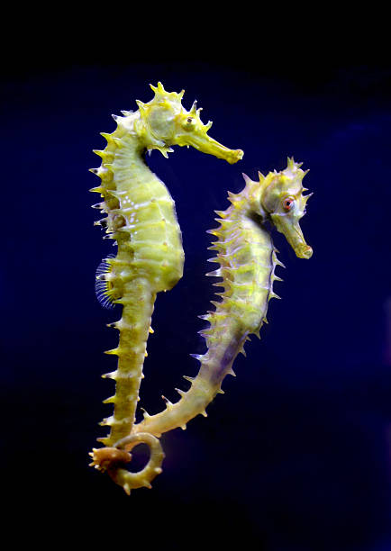 These 7 animals only make one partner