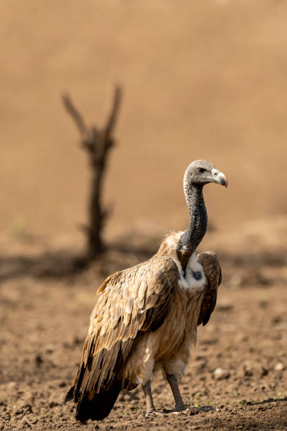 8 most dangerous birds in the world