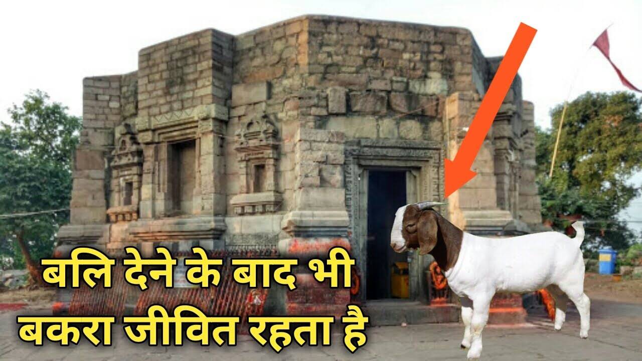 After all, what does the goat look like even the sacrifice, it looks like you are running as soon as you throw away, know how this miracle happens?