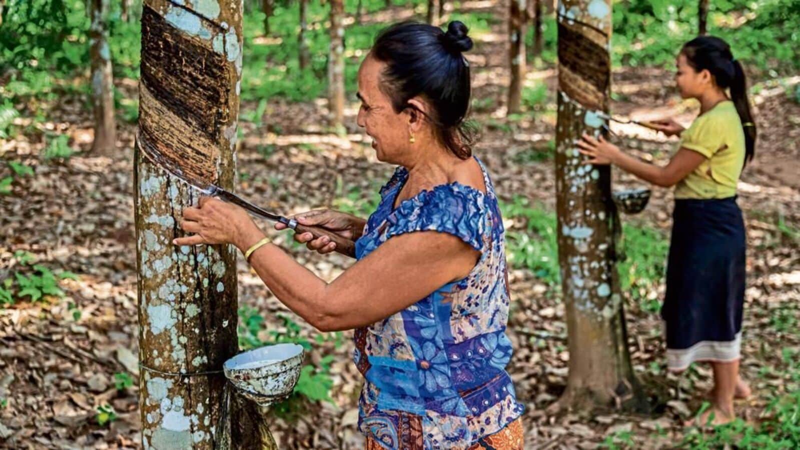 A new book takes a deep dive into the live legacy of rubber