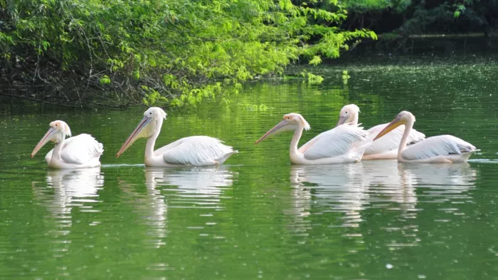 Strictness after the death of a lioness in UP ZO, daily monitoring in the zoo in Delhi; Increased Security – NCR Delhi Animal Garden increases bird flu precautions to Up Zoo Lioness Death