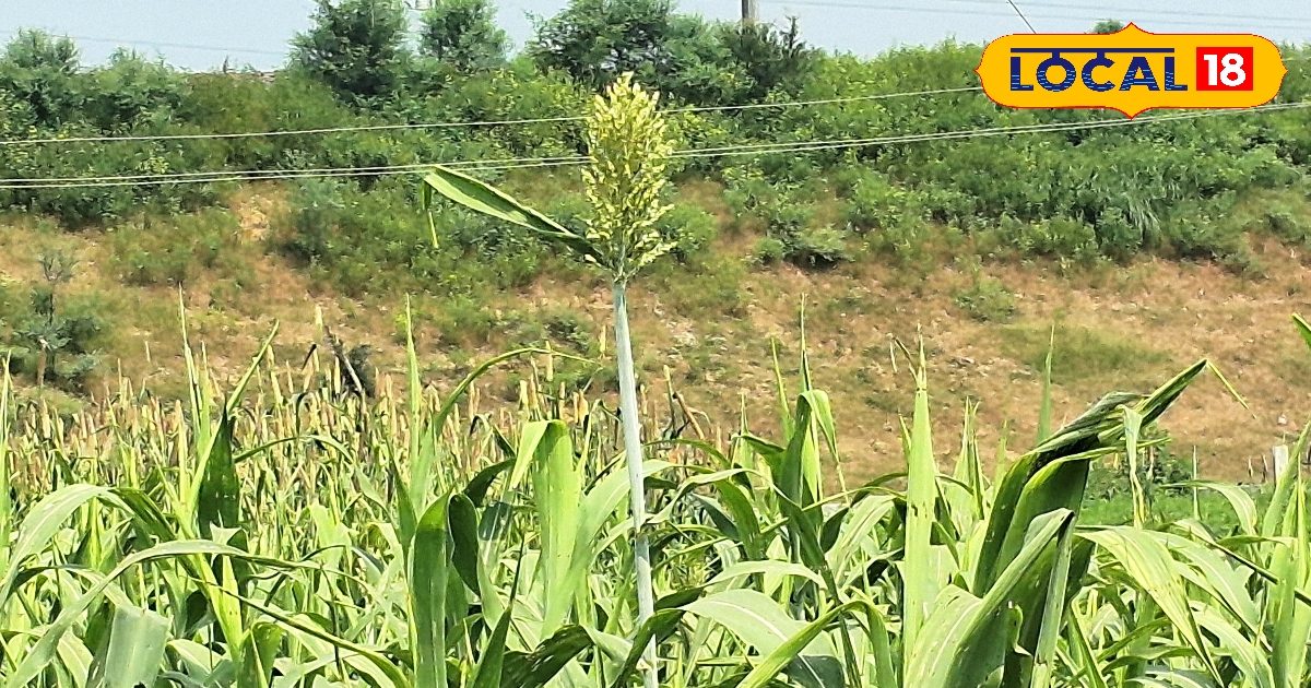 Farmers who are upset by irrigation, sow these crops will earn tremendously