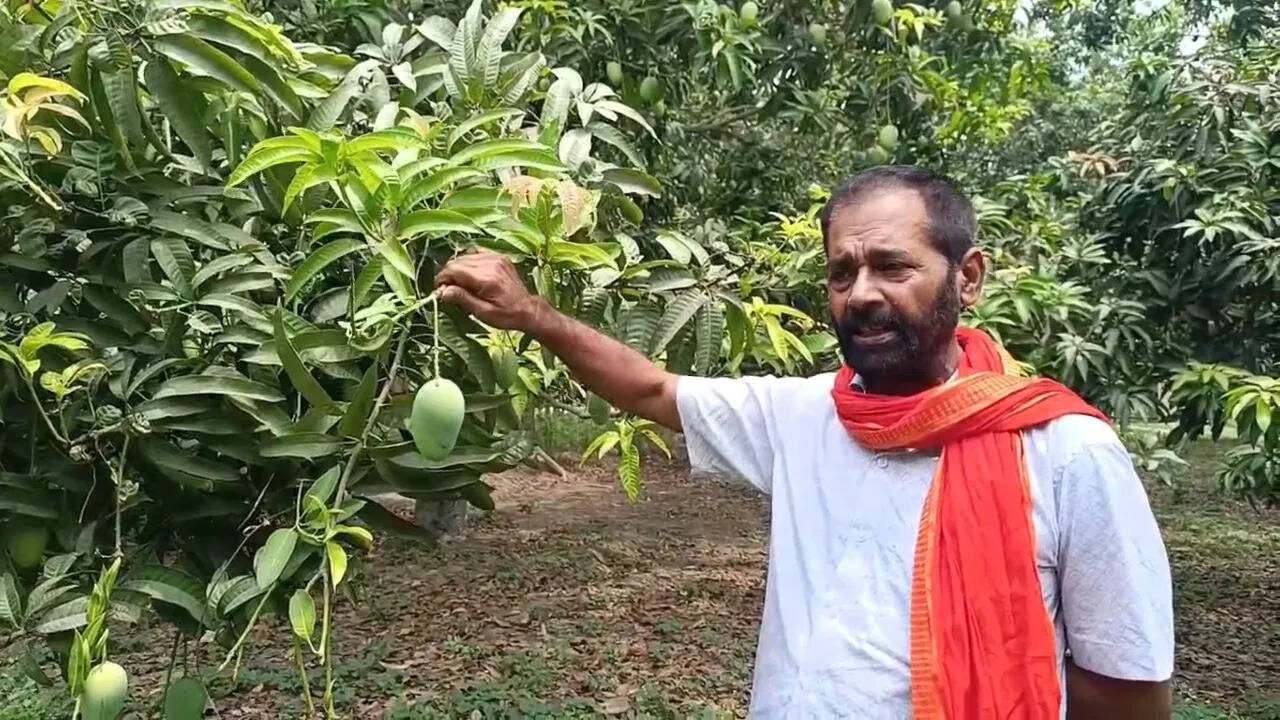 Mango Mano Mano of Bihar, is sent to the President PM, their garden Jardalo Mango’s, every year, what is its specialty?