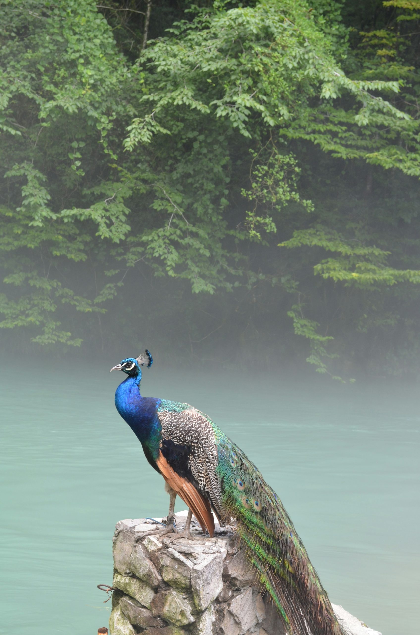 Which state of India has the most peacocks?