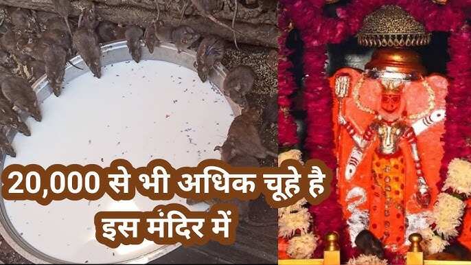 It is said that in Karni Mata Temple, nourishing mice fulfilled every wish, know the words of devoted in the video, know true stories
