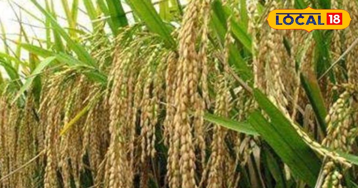This variety of paddy is surprising for drought or flood -driven areas; Thick profits will be in low cost