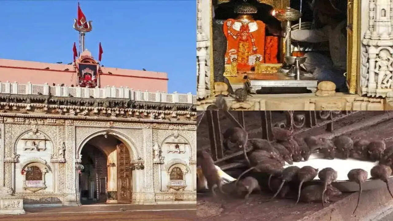 After operation Sindoor, Karni Mata will reach the temple to visit Prime Minister Modi, why are the false offers of mice given here in the video?