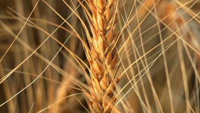 Why is the Millets Superfood?