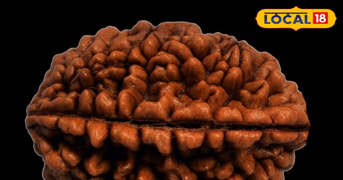 Ruddraksha of 1 crore, blessings or rare jewelry of Lord Shiva? Know the mysterious power of a Mukhi Rudraksha