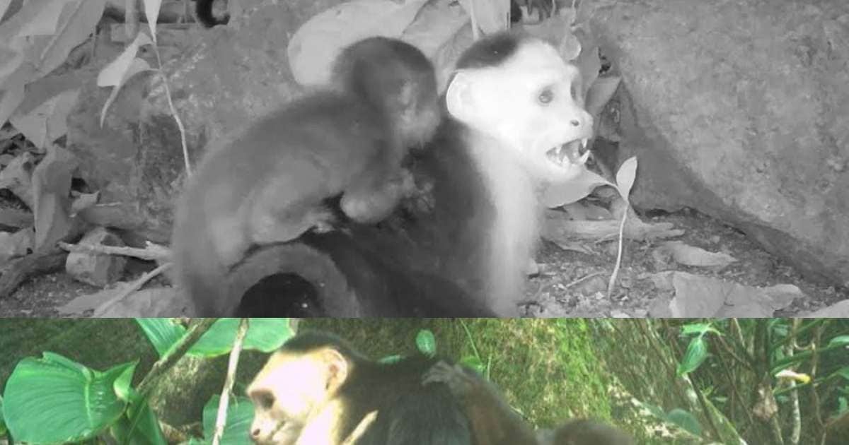 Monkey’s horrible game! Abducted newborns! Panic in America’s forests