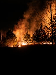 How do the forests fire?
